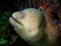   Shot Panasonic TZ3 Marine Case huge fat Eel smiling face  